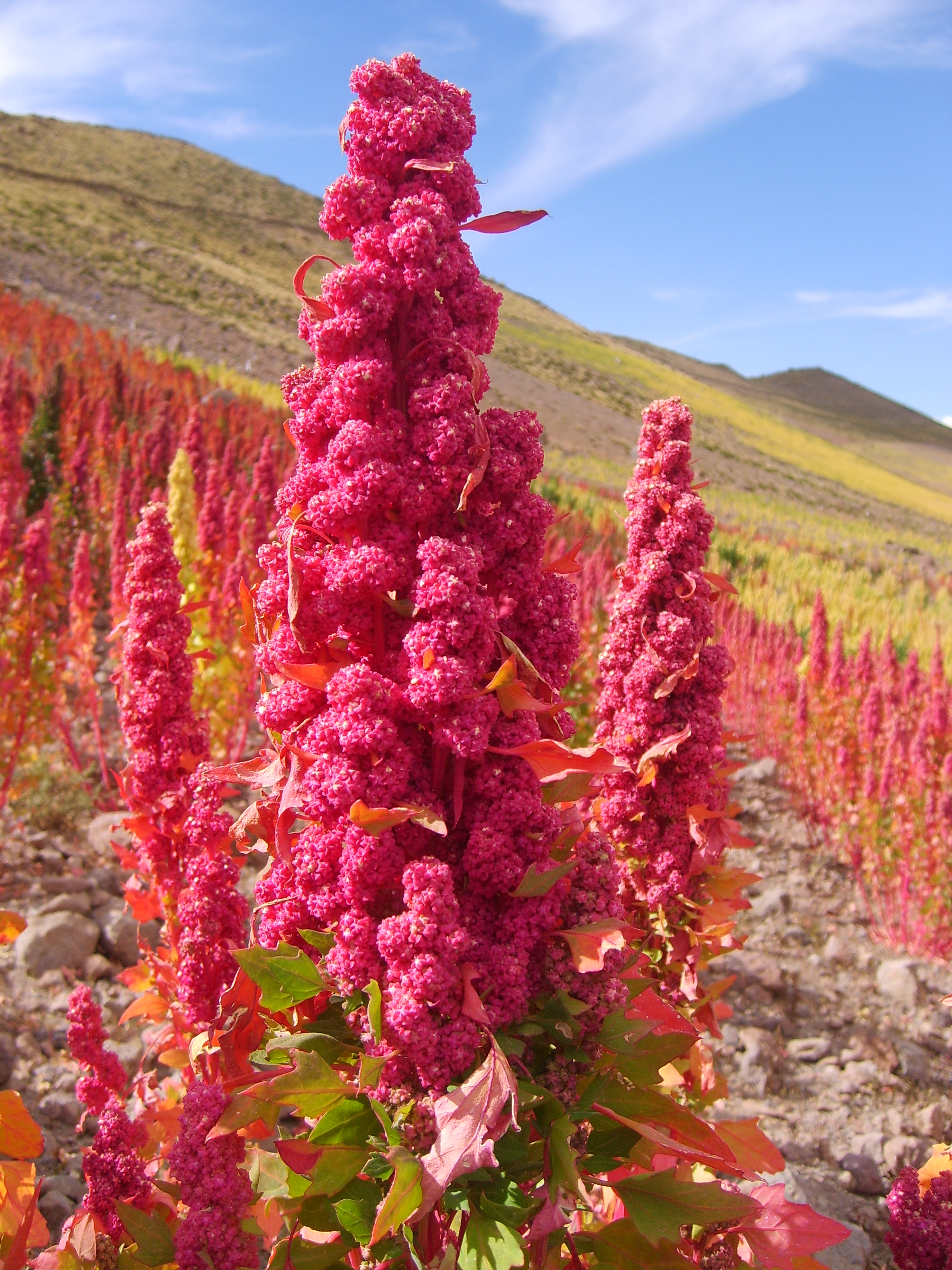 pandela rosada (Uyuni k)